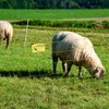 farmer® Schafnetz 50 m x 105 cm – Elektronetz mit 16 Produktbild-Vorschau 7