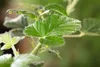 Rubus fruticosus 'Loch Ness' -S-, Brombeere, dornenlos, Produktbild-Vorschau 2