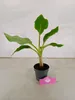Set di 2 banani resistenti - Musa sikkimensis 'Red Tiger' - Anteprima dell’immagine prodotto 5