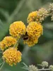 Sommerflieder ´SUNGOLD´ 15-20 cm, Cont.1,4 l Produktbild-Vorschau 6