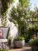 Zwergflieder Stamm Syringa meyeri Palibin 120 cm | Produktbild-Vorschau 1