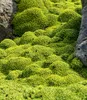 A close-up view of a ground cover plant with rocks. Produktbild-Vorschau