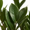 Bloomique - Zamioculcas Zamiifolia - Palma doniczkowa - Podgląd zdjęcia produktu 6