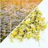Herbs from Poland Kamillenkorb – Hochwertiger Blütenkorb Produktbild-Vorschau 2