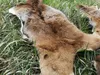 Muflon  Wildschaf Muffelwild Fell gegerbt Larp Deko ÖKO  Produktbild-Vorschau 4