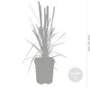 2x Cortaderia 'Pumila' - Pampasgras - Ziergräser - Produktbild-Vorschau 3