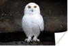 MuchoWow® Poster Schneeeule 60x40 cm - Produktbild-Vorschau 2
