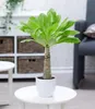BALDUR Garten 2x Hawaii-Palme, Pflanzen im 12 cm-Topf, Produktbild-Vorschau 4