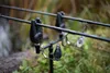Zestaw radiowy Carp Sounder AGEone 2+1 Podgląd zdjęcia produktu 11