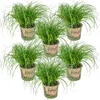 Bloomique - 6er Set - Cyperus Zumula - Katzengras Fertig Produktbild-Vorschau 1