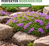Blaukissen Violett Samen - Aubrieta cultorum - Produktbild-Vorschau 6