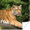 MuchoWow® Poster Tiger - Baum - Blätter 100x100 cm - Produktbild-Vorschau 1