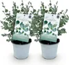 Exotenherz – Eukalyptus (Eucalyptus gunni) – 2er-Set? – Produktbild-Vorschau 4