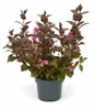 Weigelie Victoria 40-60 cm, im Topf - Weigela florida Produktbild-Vorschau 12