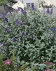 Buddleja 'Lochinch', Schmetterlingsflieder, lavendelblau, Produktbild-Vorschau 6