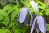 Clematis alpina - Alpská lesná liána 50-60 cm | Kvetináč Náhľad obrázku produktu 1