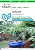 SAFLAX Garden to go - tamarind - Tamarindus indica - 4 Náhled obrázku produktu 1