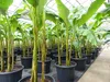 Bananenstaude als 3er Gruppe  Banane Musa Basjoo 220 cm Produktbild-Vorschau 6
