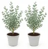 Exotenherz – Eukalyptus (Eucalyptus gunni) – 2er-Set? – Produktbild-Vorschau 5