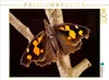 CALVENDO Puzzle Zürgelbaumfalter (Libythea celtis) 1000 Produktbild-Vorschau 1