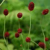 6 x Wiesenknopf  - Sanguisorba officinalis 'Tanna'  | Topf Produktbild-Vorschau 1