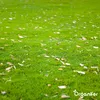 Herbstdünger All-In-One (20 kg - für 400 m2)- Organifer Produktbild-Vorschau 5