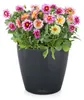 LECHUZA plantpot CLASSICO, kleur 70, leisteengrijs | Productafbeelding-voorbeeld 16