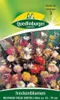 Trockenblumen, Mischung vieler Sorten Produktbild-Vorschau 4