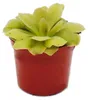 Plante carnivore - Pinguicula « Weser » - Pot de 9 cm Voir les images du produit 1