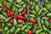 SAFLAX Garden in the bag - BIO - Chilli - Rané Jalapeno - Náhled obrázku produktu 9