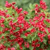 2 x  Weigelie  - Weigela 'Red Prince'  | 50-60 cm v Náhled obrázku produktu 2