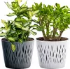 Two potted plants in decorative pots against a white background. Voir les images du produit
