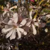 Magnolia Stellata Rosea 2L Podgląd zdjęcia produktu 3
