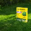 Trawa samozagęszczająca BARENBRUG Na Teren Zacieniony Podgląd zdjęcia produktu 10