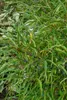 Rhamnus frangula 'Asplenifolia', Faulbaum, schmalblättrig, Produktbild-Vorschau 2