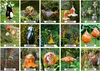 Maiglöckchen auf Stab Gartenflair 1 (90cm) Produktbild-Vorschau 5
