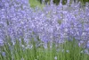 Stauden Gänge 1 x Lavandula angustifolia 'Dwarf Blue' - Produktbild-Vorschau 5