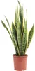 Bogenhanf - pflegeleichte Zimmerpflanze, Sansevieria Produktbild-Vorschau 1