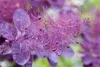 Cotinus coggygria 'Royal Purple', Perückenstrauch, Produktbild-Vorschau 2