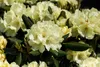Rhododendron yak. 'Millenium Gold', gelb, 25–30 cm Produktbild-Vorschau 4