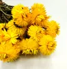Getrocknete Strohblume Granvia® - (Helichrysum Granvia®) - Produktbild-Vorschau 3
