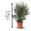 Feijoa sellowiana - arbuste persistant - ↕ 110-120 cm - ⌀ Voir les images du produit 3