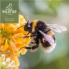 wildtier liebe Großes Hummelhaus Natur I Geschraubtes Produktbild-Vorschau 9