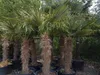 Palme Hanfpalme Trachycarpus Fortunei Gesamthöhe ca. 200cm Produktbild-Vorschau 1