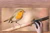 MuchoWow® Schreibtischunterlage Vogel - Zweig - Rotkehlchen Produktbild-Vorschau 3