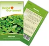 Majoran Einjährig Samen - Origanum majorana - Majoransamen Produktbild-Vorschau 1