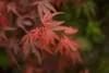 Acer palmatum 'Shaina', Japanischer Ahorn, kompakt, 60–80 Produktbild-Vorschau 5