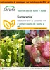 SAFLAX Garden in the bag - Sarracenia - 10 semi - Anteprima dell’immagine prodotto 1
