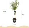 GreenboutiQ - Stamm-Pflanze - Syringa meyeri Palibin - Produktbild-Vorschau 3