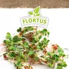Keimsprossen Ruca-Salatrauke (200 g) |Keimsprossen von Produktbild-Vorschau 4